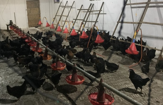 Yüzde 50 hibeli gezen tavuk desteği