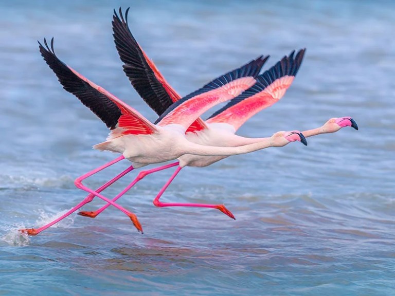 Flamingolar İzmit Körfezi’nde yeniden!
