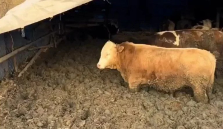 Çorum’da danalara dışkı yediren işletmeye ceza!