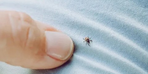 Kene ısırması sonucu 21 yaşındaki genç yaşamını yitirdi!