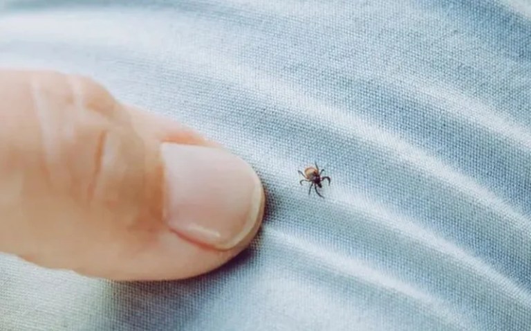 Kene ısırması sonucu 21 yaşındaki genç yaşamını yitirdi!