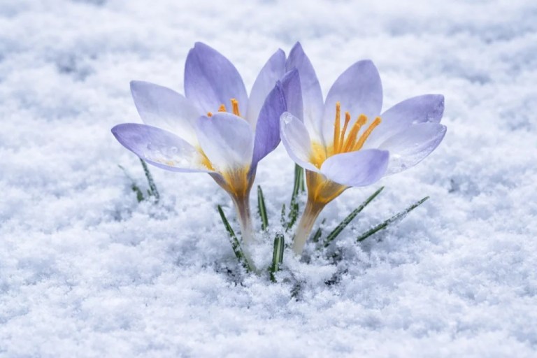 Kartepe’nin Endemik Çiğdemi Doğaseverleri Büyüledi