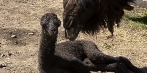 Ormanya’da yavru deve dünyaya geldi