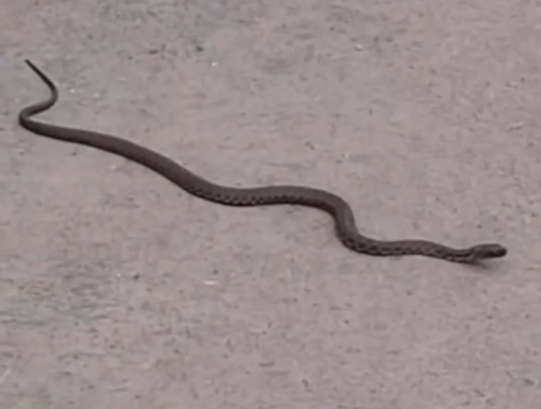 Körfez Sahili’nde Yılan Paniği