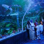 Körfez Aqua’ya iki günde 36 binden fazla ziyaretçi